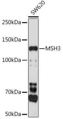 Western Blot: MSH3 AntibodyBSA Free [NBP2-94353]